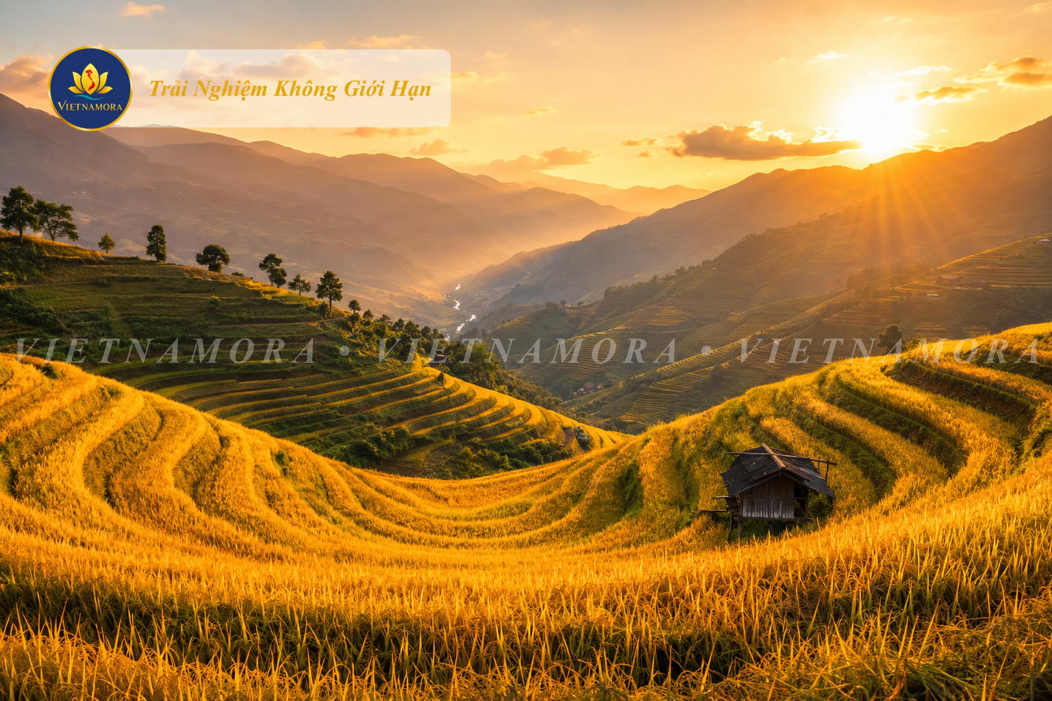 VIETNAMORA | QUỲNH NGUYỄN - MÙA VÀNG TÂY BẮC